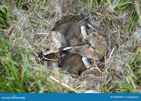 Baby Bunnies Huddled In Their Nest Royalty-Free Stock Photo | CartoonDealer.com #17689023