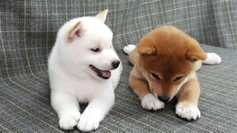 I looking for a white or cream shiba inu and was wondering if you guys ...