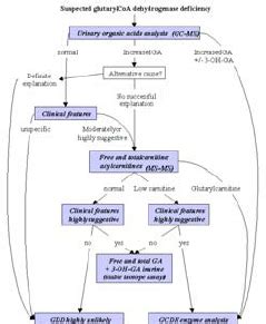 Diagnostic flow chart for glutaryl- CoA dehydrogenase deficiency (with ...
