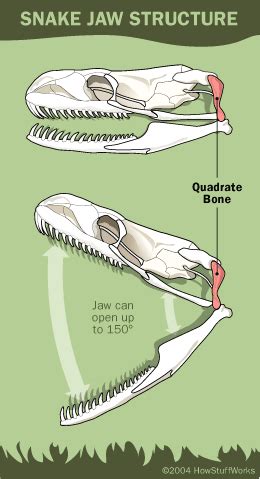 Snake Digestion: What a Snake Eats - What a Snake Eats | HowStuffWorks