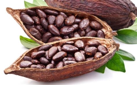 10 Facts about Cocoa Beans | Fact File