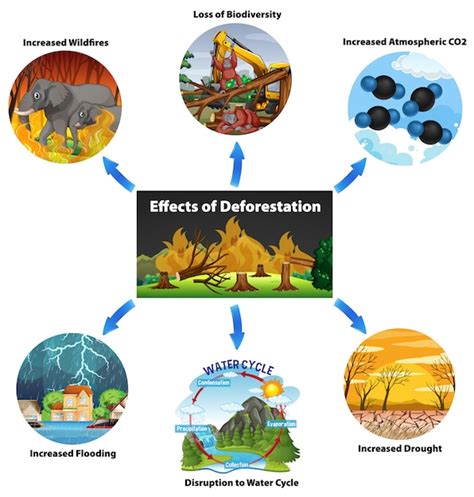 Effects Of Deforestation Diagram