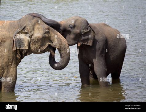 Two elephants hugging each other with trunks in river. Animal orphanage in Sri Lanka Stock Photo ...