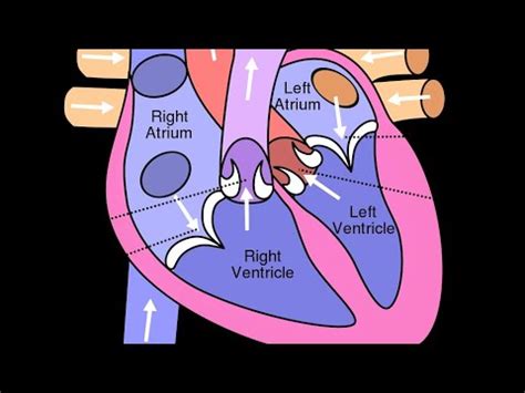 10th biology diagrams - YouTube