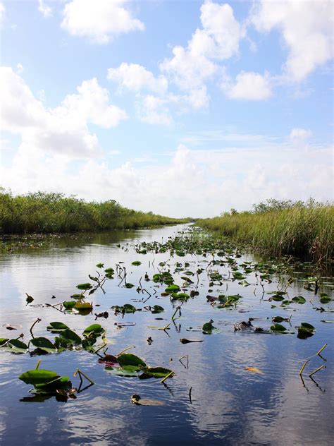 Gator Park, Miami - Setarra