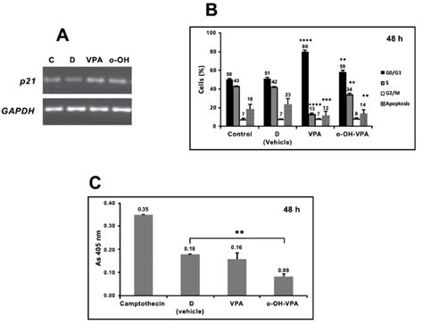 Expression of the p21 gene related to the arrest of the cell cycle (A),... | Download Scientific ...