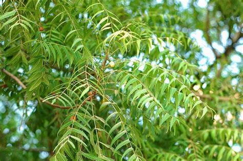 Neem Leaves : 20 amazing Health benefits of Neem tree