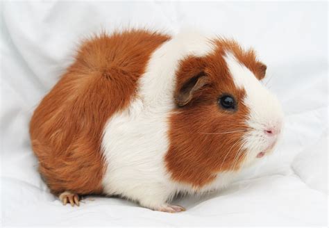 Brown and white guinea pig HD wallpaper | Wallpaper Flare