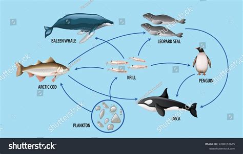 Ocean Food Web: Over 24.974 Royalty-Free Licensable Stock Illustrations & Drawings | Shutterstock