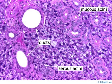 Gallery For > Submandibular Gland Histology Labeled