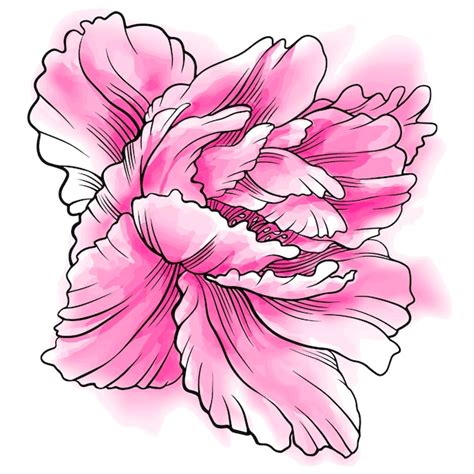 Premium Photo | Digital illustration of peony flower in sketch style