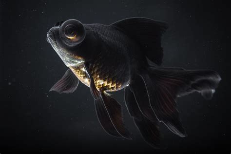 Detailed Photographs of Rare Fish Species