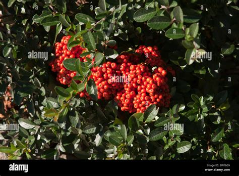 pyracantha bush berries Stock Photo, Royalty Free Image: 32911209 - Alamy