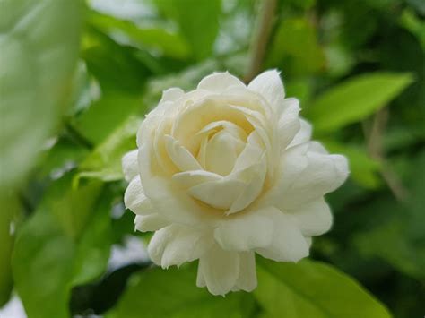 Jasminum sambac 'Grand Duke of Tuscany' (Arabian Jasmine)