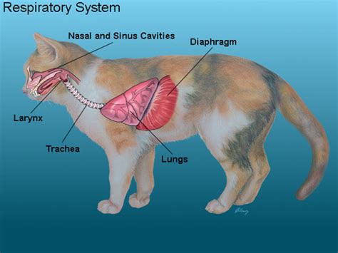 Respiratory System: Cheetah at emaze Presentation