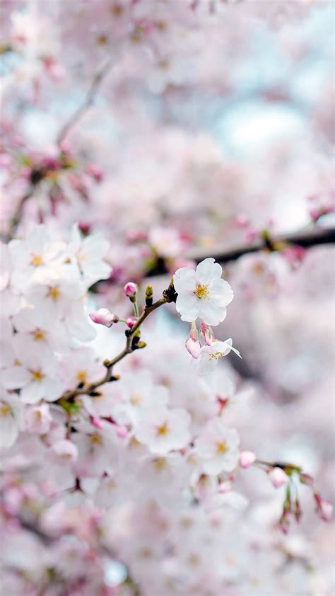 IPhone Cherry Blossom, Sakura Blossom iPhone HD phone wallpaper | Pxfuel