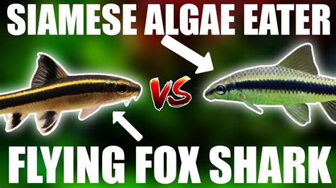 Flying Fox Fish Vs Siamese Algae Eater: What Are The, 52% OFF