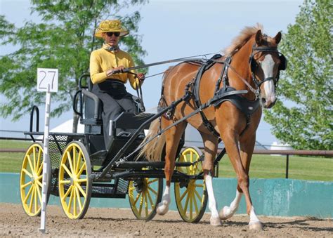 Images of dressage and cones events at the horse driving trials ...