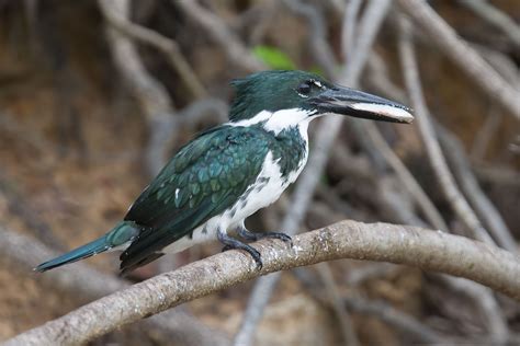 Amazon Kingfisher - Chloroceryle amazona