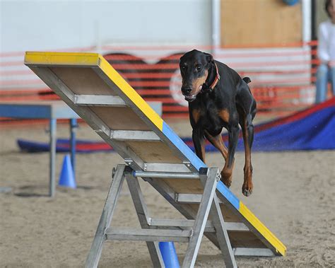 Doberman Agility - Dog Agility Photo (8641816) - Fanpop