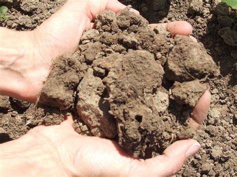 Minerals: The Big 4 for Soil Health | EcoFarming Daily