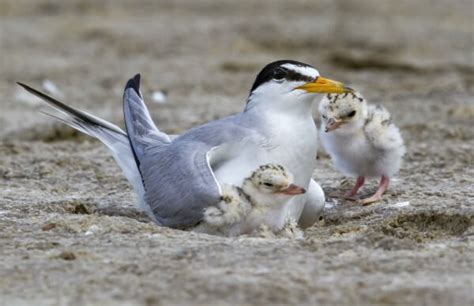 Least Tern - American Bird Conservancy