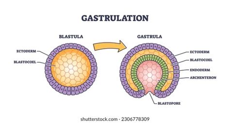 Gastrulation Early Developmental Process Embryo Transformation Stock ...