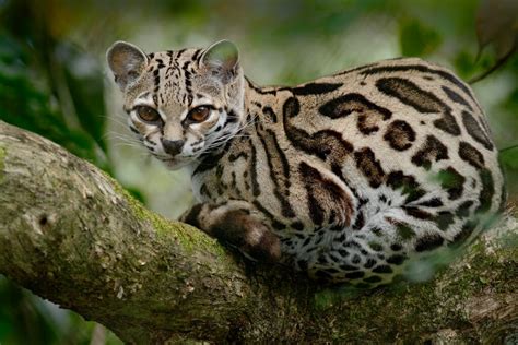 11 Stunning South American Wild Cats And Where To See Them