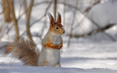 Hintergrundbild Tiere Winter ~ Sammlung von Tapeten