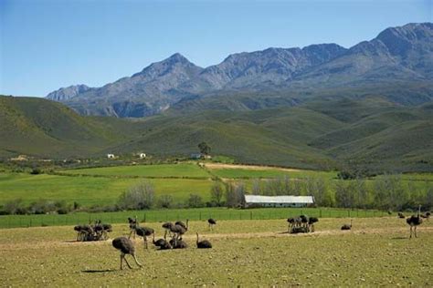 Oudtshoorn | South Africa | Britannica.com