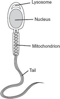 draw a well lebelled diagram of male gamete.mention any two function of ...