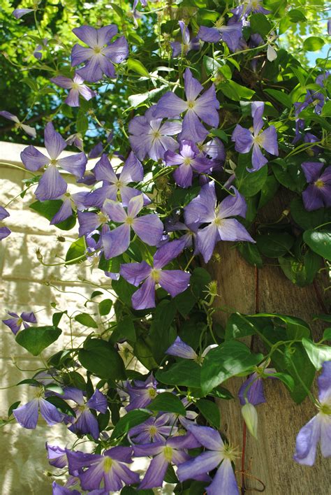 Climbing flowering clematis | Climbing flowers, Flower garden, Plants