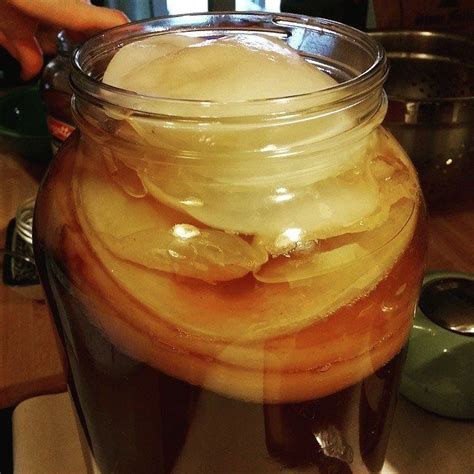 How to Create a Kombucha SCOBY Hotel (to Store Extra SCOBYs) - Kombucha Home - Learn How to Make ...