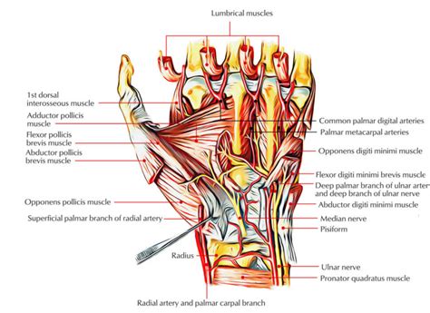 Intrinsic Muscles of the Hand – Earth's Lab