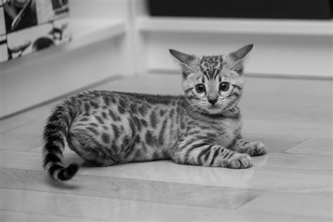 52 Best Images White Bengal Cat - Snow White Bengal Cats For Sale Wild ...