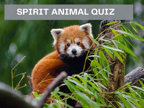 Spirit Animal Quiz - Test Your Knowledge on Bing Quiz