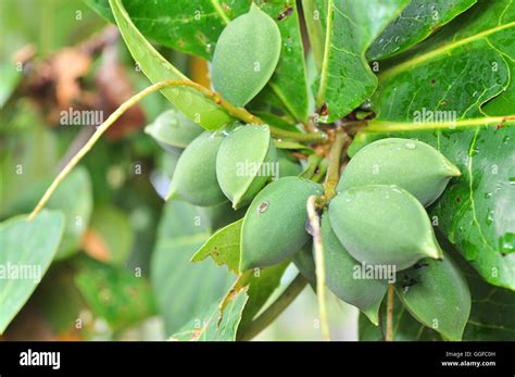 Terminalia catappa fruit Stock Photo - Alamy