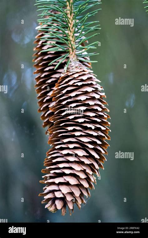 Old male cones Spruce Picea abies Virgata Picea cones Stock Photo - Alamy