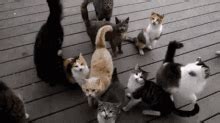 Herding Cats Cat Herding GIF - HerdingCats CatHerding ProjectManagement - Discover & Share GIFs