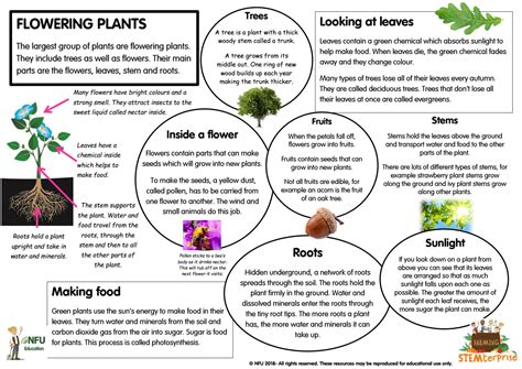 Plant Information by Schudio - Issuu