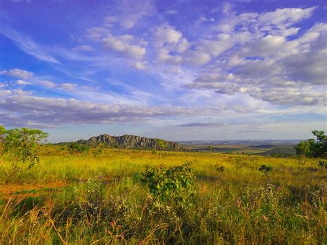 Os ecossistemas que podem ser ameaçados pelo plantio de árvores - Revista Galileu | Ciência