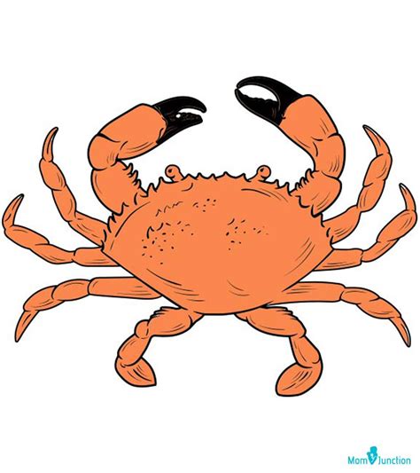 Crab Drawing