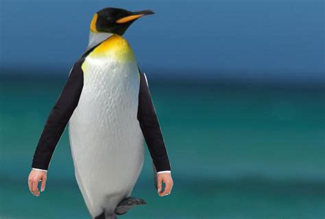 Penguins are classy because they are always wearing tuxedos : r/birdswitharms