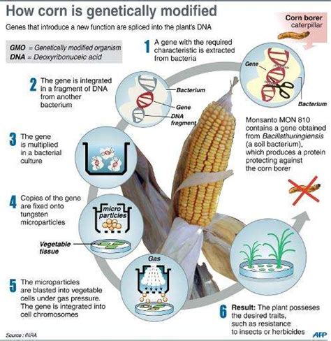 The long, slow march of 'biofortified' GM food