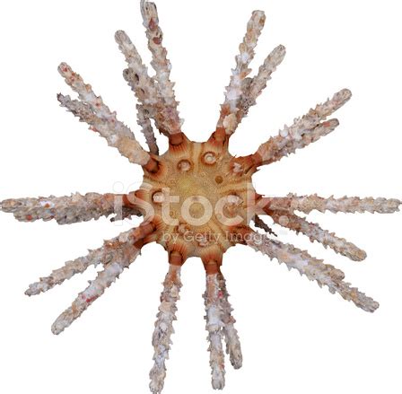 Sea Urchin With Spines Stock Photo | Royalty-Free | FreeImages