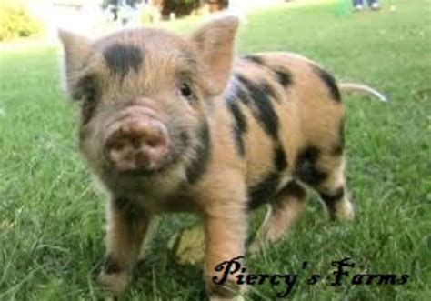 Viewing Gallery For - Miniature Pink Pigs | Pet pigs, Cute pigs, Cute ...