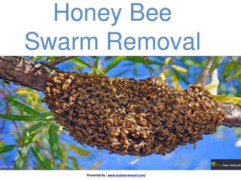 Honey bee swarm removal