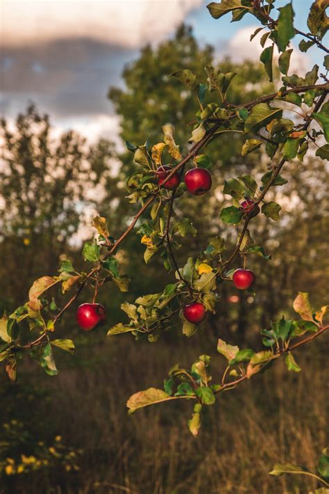 Close-up Photography of Apple Tree · Free Stock Photo