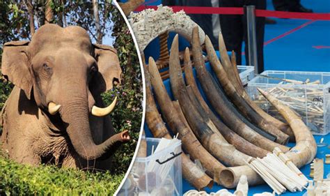 Britain's ivory trade revealed in report, millions of elephants killed for tusks | Nature | News ...