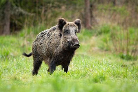 Premium Photo | Alert male wild boar standing fierceful on a meadow in ...